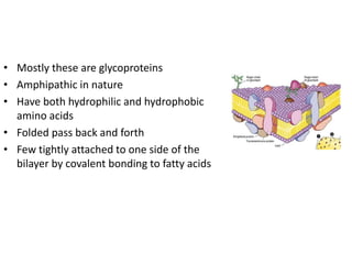 • Mostly these are glycoproteins
• Amphipathic in nature
• Have both hydrophilic and hydrophobic
amino acids
• Folded pass back and forth
• Few tightly attached to one side of the
bilayer by covalent bonding to fatty acids
 