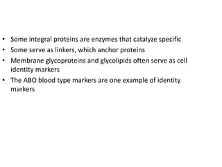 • Some integral proteins are enzymes that catalyze specific
• Some serve as linkers, which anchor proteins
• Membrane glycoproteins and glycolipids often serve as cell
identity markers
• The ABO blood type markers are one example of identity
markers
 