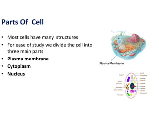Cell & Homeostasis | PPTX