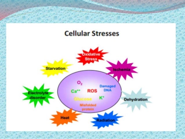 Ch103 Chapter 8 Homeostasis And Cellular Function Chemistry
