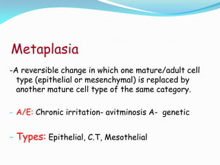 Metaplasia
-A reversible change in which one mature/adult cell
type (epithelial or mesenchymal) is replaced by
another mature cell type of the same category.
- A/E: Chronic irritation- avitminosis A- genetic
- Types: Epithelial, C.T, Mesothelial
 
