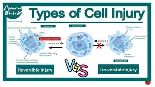 Cell Injuri. pathophpysiology sem- II B Pharmacypptx | PPTX