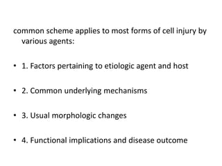 common scheme applies to most forms of cell injury by
various agents:
• 1. Factors pertaining to etiologic agent and host
• 2. Common underlying mechanisms
• 3. Usual morphologic changes
• 4. Functional implications and disease outcome
 