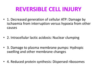 REVERSIBLE CELL INJURY
• 1. Decreased generation of cellular ATP: Damage by
ischaemia from interruption versus hypoxia from other
causes
• 2. Intracellular lactic acidosis: Nuclear clumping
• 3. Damage to plasma membrane pumps: Hydropic
swelling and other membrane changes
• 4. Reduced protein synthesis: Dispersed ribosomes
 