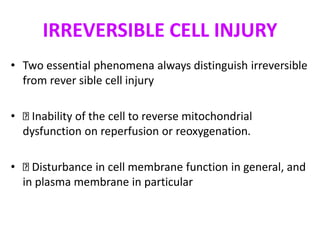 IRREVERSIBLE CELL INJURY
• Two essential phenomena always distinguish irreversible
from rever sible cell injury
• Inability of the cell to reverse mitochondrial
dysfunction on reperfusion or reoxygenation.
• Disturbance in cell membrane function in general, and
in plasma membrane in particular
 