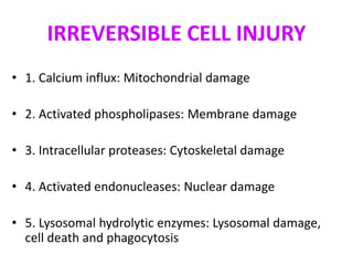 IRREVERSIBLE CELL INJURY
• 1. Calcium influx: Mitochondrial damage
• 2. Activated phospholipases: Membrane damage
• 3. Intracellular proteases: Cytoskeletal damage
• 4. Activated endonucleases: Nuclear damage
• 5. Lysosomal hydrolytic enzymes: Lysosomal damage,
cell death and phagocytosis
 