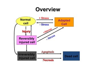 Overview
                 + Stress
 Normal                             Adapted
   cell          - Stress             Cell

                          ess
  Injury
                    + Str
                             es s
Reversibly             - Str
injured cell


                  Apoptosis
Irreversibly
                                       Dead cell
 Injured cell
                   Necrosis
 