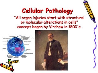 Cellular PathologyCellular Pathology
““All organ injuries start with structuralAll organ injuries start with structural
or molecular alterations in cells”or molecular alterations in cells”
concept began by Virchow in 1800's.concept began by Virchow in 1800's.
 