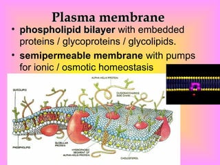 Plasma membranePlasma membrane
• phospholipid bilayerphospholipid bilayer with embedded
proteins / glycoproteins / glycolipids.
• semipermeable membrane with pumps
for ionic / osmotic homeostasis
 