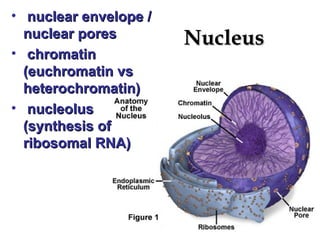 NucleusNucleus
• nuclear envelope /nuclear envelope /
nuclear poresnuclear pores
• chromatinchromatin
(euchromatin vs(euchromatin vs
heterochromatin)heterochromatin)
• nucleolusnucleolus
(synthesis of(synthesis of
ribosomal RNA)ribosomal RNA)
 