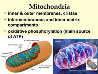 MitochondriaMitochondria
• inner & outer membranes, cristaeinner & outer membranes, cristae
• intermembranous and inner matrixintermembranous and inner matrix
compartmentscompartments
• oxidative phosphorylation (main sourceoxidative phosphorylation (main source
of ATP)of ATP)
 