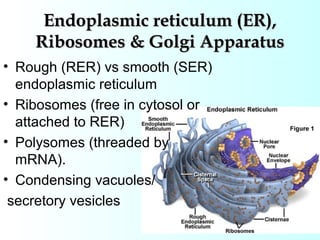 Endoplasmic reticulum (ER),Endoplasmic reticulum (ER),
Ribosomes & Golgi ApparatusRibosomes & Golgi Apparatus
• Rough (RER) vs smooth (SER)
endoplasmic reticulum
• Ribosomes (free in cytosol or
attached to RER)
• Polysomes (threaded by
mRNA).
• Condensing vacuoles/
secretory vesicles
 