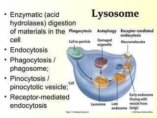 LysosomeLysosome• Enzymatic (acid
hydrolases) digestion
of materials in the
cell
• Endocytosis
• Phagocytosis /
phagosome;
• Pinocytosis /
pinocytotic vesicle;
• Receptor-mediated
endocytosis
 