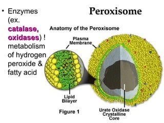 PeroxisomePeroxisome• Enzymes
(ex.
catalase,catalase,
oxidasesoxidases) !
metabolism
of hydrogen
peroxide &
fatty acid
 