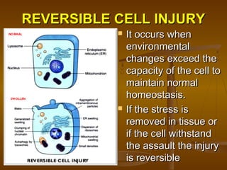 REVERSIBLE CELL INJURYREVERSIBLE CELL INJURY
 It occurs whenIt occurs when
environmentalenvironmental
changes exceed thechanges exceed the
capacity of the cell tocapacity of the cell to
maintain normalmaintain normal
homeostasis.homeostasis.
 If the stress isIf the stress is
removed in tissue orremoved in tissue or
if the cell withstandif the cell withstand
the assault the injurythe assault the injury
is reversibleis reversible
 