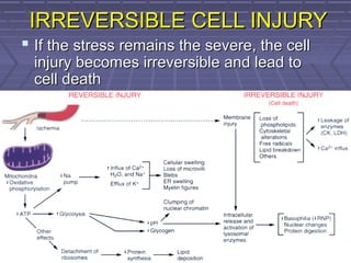 IRREVERSIBLE CELL INJURYIRREVERSIBLE CELL INJURY
 If the stress remains the severe, the cellIf the stress remains the severe, the cell
injury becomes irreversible and lead toinjury becomes irreversible and lead to
cell deathcell death
 