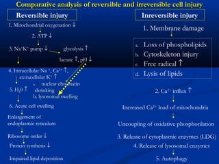 Comparative analysis of reversible and irreversible cell injuryComparative analysis of reversible and irreversible cell injury
1. Mitochondrial oxygenation ↓
2. ATP ↓
3. Na+
K+
pump ↓
4. Intracellular Na +
, Ca2+
↑,
extracellular K+
↑
glycolysis ↑
lactate ↑, pH ↓
5. H20 ↑
6. Acute cell swelling
a. nuclear chromatin
shrinking
b. lysosomal swelling
Enlargement of
endoplasmic reticulum
Ribosome order ↓
Protein synthesis ↓
Impaired lipid deposition
Reversible injury Inreversible injury
1. Membrane damage
a. Loss of phospholipids
b. Cytoskeleton injury
c. Free radical ↑
d. Lysis of lipids
2. Ca2+
influx ↑
Increased Ca2+
load of mitochondria
Uncoupling of oxidative phosphorilation
3. Release of cytoplasmic enzymes (LDG)
4. Release of lysosomal enzymes
5. Autophagy
 