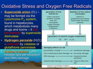 Oxidative Stress and Oxygen Free RadicalsOxidative Stress and Oxygen Free Radicals
• Superoxide anionSuperoxide anion (O(O22
--
) –) –
may be formed via themay be formed via the
cytochrome Pcytochrome P450450 systemsystem,,
found in hepatocytes,found in hepatocytes,
which metabolizes manywhich metabolizes many
drugs and toxins – itdrugs and toxins – it cancan
be removedbe removed byby superoxidesuperoxide
dismutasedismutase
• Hydrogen peroxideHydrogen peroxide (H(H22OO22))
–– removedremoved byby catalasecatalase oror
glutathione peroxidaseglutathione peroxidase
• Hydroxyl radicalHydroxyl radical ((..
OH) –OH) –
initiates lipid per-oxidationinitiates lipid per-oxidation
and DNA damageand DNA damage
 
