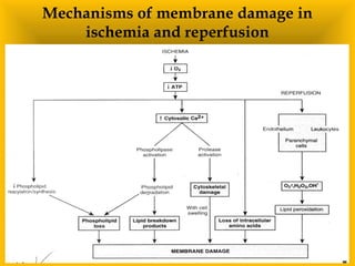 Mechanisms of membrane damage in
ischemia and reperfusion
 