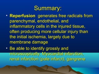 Summary:Summary:
• ReperfusionReperfusion generates free radicals fromgenerates free radicals from
parenchymal, endothelial, andparenchymal, endothelial, and
inflammatory cells in the injured tissue,inflammatory cells in the injured tissue,
often producing more cellular injury thanoften producing more cellular injury than
the initial ischemia, largely due tothe initial ischemia, largely due to
membrane damagemembrane damage
• Be able to identify grossly andBe able to identify grossly and
microscopically: Myocardial infarction,microscopically: Myocardial infarction,
renal infarction (pale infarct), gangrenerenal infarction (pale infarct), gangrene
 