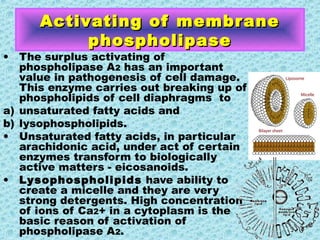 Activating of membraneActivating of membrane
phospholipasephospholipase
• The surplus activating of
phospholipase A2 has an important
value in pathogenesis of cell damage.
This enzyme carries out breaking up of
phospholipids of cell diaphragms to
a) unsaturated fatty acids and
b) lysophospholipids.
• Unsaturated fatty acids, in particular
arachidonic acid, under act of certain
enzymes transform to biologically
active matters - eicosanoids.
• Lysophospholipids have ability to
create a micelle and they are very
strong detergents. High concentration
of ions of Ca2+ in a cytoplasm is the
basic reason of activation of
phospholipase A2.
 