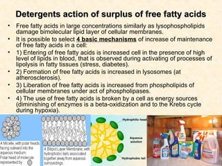 Detergents action of surplus of free fatty acidsDetergents action of surplus of free fatty acids
• Free fatty acids in large concentrations similarly as lysophospholipids
damage bimolecular lipid layer of cellular membranes.
• It is possible to select 4 basic mechanisms of increase of maintenance
of free fatty acids in a cell:
• 1) Entering of free fatty acids is increased cell in the presence of high
level of lipids in blood, that is observed during activating of processes of
lipolysis in fatty tissues (stress, diabetes).
• 2) Formation of free fatty acids is increased in lysosomes (at
atherosclerosis).
• 3) Liberation of free fatty acids is increased from phospholipids of
cellular membranes under act of phospholipases.
• 4) The use of free fatty acids is broken by a cell as energy sources
(diminishing of enzymes is a beta-oxidization and to the Krebs cycle
during hypoxia).
 