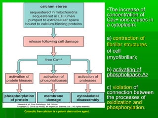 Cytosolic free calcium is a potent destructive agent.
•The increase ofThe increase of
concentration ofconcentration of
CaCa22+ ions causes in+ ions causes in
a cytoplasm:a cytoplasm:
a)a) contraction ofcontraction of
fibrillar structuresfibrillar structures
of cellof cell
(myofibrillar);(myofibrillar);
b)b) activating ofactivating of
phospholipase Aphospholipase A22
c)c) violationviolation ofof
connection betweenconnection between
the processes ofthe processes of
oxidization andoxidization and
phosphorylationphosphorylation..
 