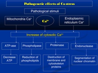 Mitochondria Ca2+ Endoplasmic
reticulum Ca2+
Increase of cytosolicIncrease of cytosolic CaCa2+2+
ATP-ase Phospholipase Proteinase Endonuclease
Reduction of
phospholipids
Decrease
ATP
Destruction of
membrane and
cytoskeleton
proteins
Segmentation of
nuclear chromatin
CaCa2+2+
Pathological stimuli
Pathogenetic effects of Ca stress
 