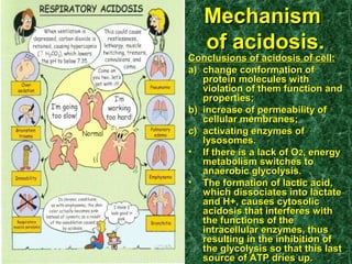 Conclusions of acidosis of cell:Conclusions of acidosis of cell:
a)a) change conformation ofchange conformation of
protein molecules withprotein molecules with
violation of them function andviolation of them function and
properties;properties;
b)b) increase of permeability ofincrease of permeability of
cellular membranes;cellular membranes;
c)c) activating enzymes ofactivating enzymes of
lysosomes.lysosomes.
• If there is a lack of OIf there is a lack of O22, energy, energy
metabolism switches tometabolism switches to
anaerobic glycolysis.anaerobic glycolysis.
• The formation of lactic acid,The formation of lactic acid,
which dissociates into lactatewhich dissociates into lactate
and H+, causes cytosolicand H+, causes cytosolic
acidosis that interferes withacidosis that interferes with
the functions of thethe functions of the
intracellular enzymes, thusintracellular enzymes, thus
resulting in the inhibition ofresulting in the inhibition of
the glycolysis so that this lastthe glycolysis so that this last
source of ATP dries up.source of ATP dries up.
MechanismMechanism
of acidosis.of acidosis.
 