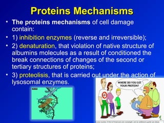 Proteins MechanismsProteins Mechanisms
• The proteins mechanisms of cell damage
contain:
• 1) inhibition enzymes (reverse and irreversible);
• 2) denaturation, that violation of native structure of
albumins molecules as a result of conditioned the
break connections of changes of the second or
tertiary structures of proteins;
• 3) proteolisis, that is carried out under the action of
lysosomal enzymes.
 