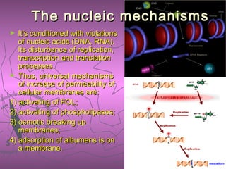 The nucleic mechanismsThe nucleic mechanisms
► It’s conditioned with violationsIt’s conditioned with violations
of nucleic acids (DNA, RNA).of nucleic acids (DNA, RNA).
Its disturbance of replication,Its disturbance of replication,
transcription and translationtranscription and translation
processes.processes.
► Thus, universal mechanismsThus, universal mechanisms
of increase of permeability ofof increase of permeability of
cellular membranes are:cellular membranes are:
1) activating of FOL;1) activating of FOL;
2) activating of phospholipases;2) activating of phospholipases;
3) osmotic breaking up3) osmotic breaking up
membranes;membranes;
4) adsorption of albumens is on4) adsorption of albumens is on
a membrane.a membrane.
 
