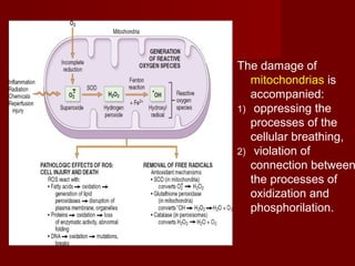 The damage of
mitochondrias is
accompanied:
1) oppressing the
processes of the
cellular breathing,
2) violation of
connection between
the processes of
oxidization and
phosphorilation.
 