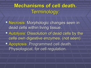 Mechanisms of cell death.Mechanisms of cell death.
Terminology:Terminology:
 Necrosis:Necrosis: Morphologic changes seen inMorphologic changes seen in
dead cells within living tissue.dead cells within living tissue.
 Autolysis:Autolysis: Dissolution of dead cells by theDissolution of dead cells by the
cells own digestive enzymes. (not seen)cells own digestive enzymes. (not seen)
 Apoptosis:Apoptosis: Programmed cell death.Programmed cell death.
Physiological, for cell regulation.Physiological, for cell regulation.
 