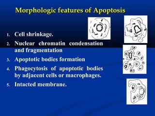 1. Cell shrinkage.
2. Nuclear chromatin condensation
and fragmentation
3. Apoptotic bodies formation
4. Phagocytosis of apoptotic bodies
by adjacent cells or macrophages.
5. Intacted membrane.
Morphologic features of ApoptosisMorphologic features of Apoptosis
 