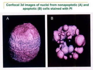Confocal 3d images of nuclei from nonapoptotic (A) and
apoptotic (B) cells stained with PI
A B
 
