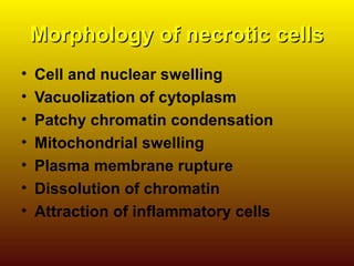 Morphology of necrotic cellsMorphology of necrotic cells
• Cell and nuclear swelling
• Vacuolization of cytoplasm
• Patchy chromatin condensation
• Mitochondrial swelling
• Plasma membrane rupture
• Dissolution of chromatin
• Attraction of inflammatory cells
 
