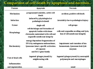 Comparison of cell death by apoptosis and necrosisComparison of cell death by apoptosis and necrosis
 