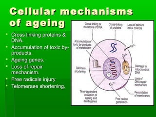 Cellular mechanismsCellular mechanisms
of ageingof ageing
 Cross linking proteins &Cross linking proteins &
DNA.DNA.
 Accumulation of toxic by-Accumulation of toxic by-
products.products.
 Ageing genes.Ageing genes.
 Loss of repairLoss of repair
mechanism.mechanism.
 Free radicale injuryFree radicale injury
 Telomerase shortening.Telomerase shortening.
 