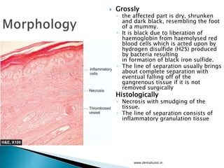  Grossly
◦ the affected part is dry, shrunken
and dark black, resembling the foot
of a mummy.
◦ It is black due to liberation of
haemoglobin from haemolysed red
blood cells which is acted upon by
hydrogen disulfide (H2S) produced
by bacteria resulting
in formation of black iron sulfide.
◦ The line of separation usually brings
about complete separation with
eventual falling off of the
gangrenous tissue if it is not
removed surgically
 Histologically
◦ Necrosis with smudging of the
tissue.
◦ The line of separation consists of
inflammatory granulation tissue
www.dentaltutot.in
 