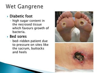  Diabetic foot
◦ high sugar content in
the necrosed tissue
which favours growth of
bacteria.
 Bed sores
◦ bed-ridden patient due
to pressure on sites like
the sacrum, buttocks
and heels
www.dentaltutot.in
 