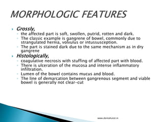  Grossly,
◦ the affected part is soft, swollen, putrid, rotten and dark.
◦ The classic example is gangrene of bowel, commonly due to
strangulated hernia, volvulus or intussusception.
◦ The part is stained dark due to the same mechanism as in dry
gangrene
 Histologically,
◦ coagulative necrosis with stuffing of affected part with blood.
◦ There is ulceration of the mucosa and intense inflammatory
infiltration.
◦ Lumen of the bowel contains mucus and blood.
◦ The line of demarcation between gangrenous segment and viable
bowel is generally not clear-cut
www.dentaltutot.in
 
