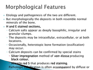  Etiology and pathogenesis of the two are different.
 But morphologically the deposits in both resemble normal
minerals of the bone.
 H and E stained sections,
◦ Calcium salts appear as deeply basophilic, irregular and
granular clumps.
◦ The deposits may be intracellular, extracellular, or at both
locations.
◦ Occasionally, heterotopic bone formation (ossification)
may occur.
◦ Calcium deposits can be confirmed by special stains
 Silver impregnation method of von-Kossa producing
black colour,
 Alizarin red S that produces red staining.
◦ Pathologic calcification is often accompanied by diffuse orwww.dentaltutot.in
 