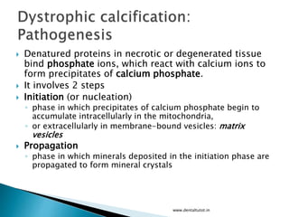  Denatured proteins in necrotic or degenerated tissue
bind phosphate ions, which react with calcium ions to
form precipitates of calcium phosphate.
 It involves 2 steps
 Initiation (or nucleation)
◦ phase in which precipitates of calcium phosphate begin to
accumulate intracellularly in the mitochondria,
◦ or extracellularly in membrane-bound vesicles: matrix
vesicles
 Propagation
◦ phase in which minerals deposited in the initiation phase are
propagated to form mineral crystals
www.dentaltutot.in
 