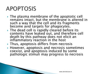  The plasma membrane of the apoptotic cell
remains intact, but the membrane is altered in
such a way that the cell and its fragments
become avid targets for phagocytes.
 The dead cell is rapidly cleared before its
contents have leaked out, and therefore cell
death by this pathway does not elicit an
inflammatory reaction in the host
 Thus, apoptosis differs from necrosis
 However, apoptosis and necrosis sometimes
coexist, and apoptosis induced by some
pathologic stimuli may progress to necrosis
www.dentaltutot.in
 
