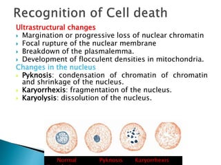 Ultrastructural changes
 Margination or progressive loss of nuclear chromatin
 Focal rupture of the nuclear membrane
 Breakdown of the plasmalemma.
 Development of flocculent densities in mitochondria.
Changes in the nucleus
 Pyknosis: condensation of chromatin of chromatin
and shrinkage of the nucleus.
 Karyorrhexis: fragmentation of the nucleus.
 Karyolysis: dissolution of the nucleus.
www.dentaltutot.inNormal Pyknosis Karyorrhexis
 