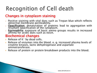 Changes in cytoplasm staining
• Positive staining with vital dyes such as Trepan blue which reflects
abnormal membrane permeability.
• Opacification: denaturation of proteins lead to aggregation with
resultant opacification of the cytoplasm.
• Eosinophilia: exposure of basic amino groups results in increased
affinity for acidic dyes such as eosin.
Biochemical changes
 Release of K+ by dead cells.
 Release of enzymes into the blood. e. g. increased plasma levels of
creatine kinases, lactic dehydrogenase and aspartate
aminotransferase.
 Release of protein or protein breakdown products into the blood.
www.dentaltutot.in
 