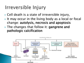  Cell death is a state of irreversible injury,
 It may occur in the living body as a local or focal
change: autolysis, necrosis and apoptosis
 The changes that follow it: gangrene and
pathologic calcification
www.dentaltutot.in
 