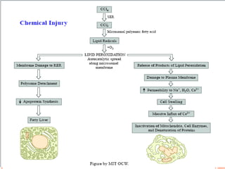 Cell injury | PPT | Chemistry | Science