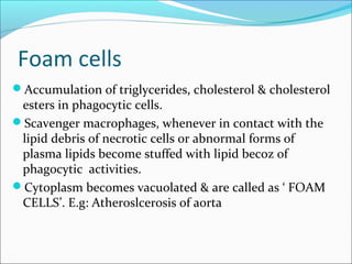 Foam cells
Accumulation of triglycerides, cholesterol & cholesterol
esters in phagocytic cells.
Scavenger macrophages, whenever in contact with the
lipid debris of necrotic cells or abnormal forms of
plasma lipids become stuffed with lipid becoz of
phagocytic activities.
Cytoplasm becomes vacuolated & are called as ‘ FOAM
CELLS’. E.g: Atheroslcerosis of aorta
 