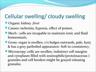 Cellular swelling/ cloudy swelling
Organs: kidney ,liver
Causes: ischemia, hypoxia, effect of poison.
Mech : cells are incapable to maintain ionic and fluid
homeostasis.
Gross: organ is swollen, c/s bulges outwards, pale, hazy
& has a grey parboiled appearance. Soft in consistency.
Microscopy: cells are swollen, indistinct cell margins
and cytoplasm filled with eosinophilic(proteinaceous )
granules and cell borders might be grayed releasing
granules.
 